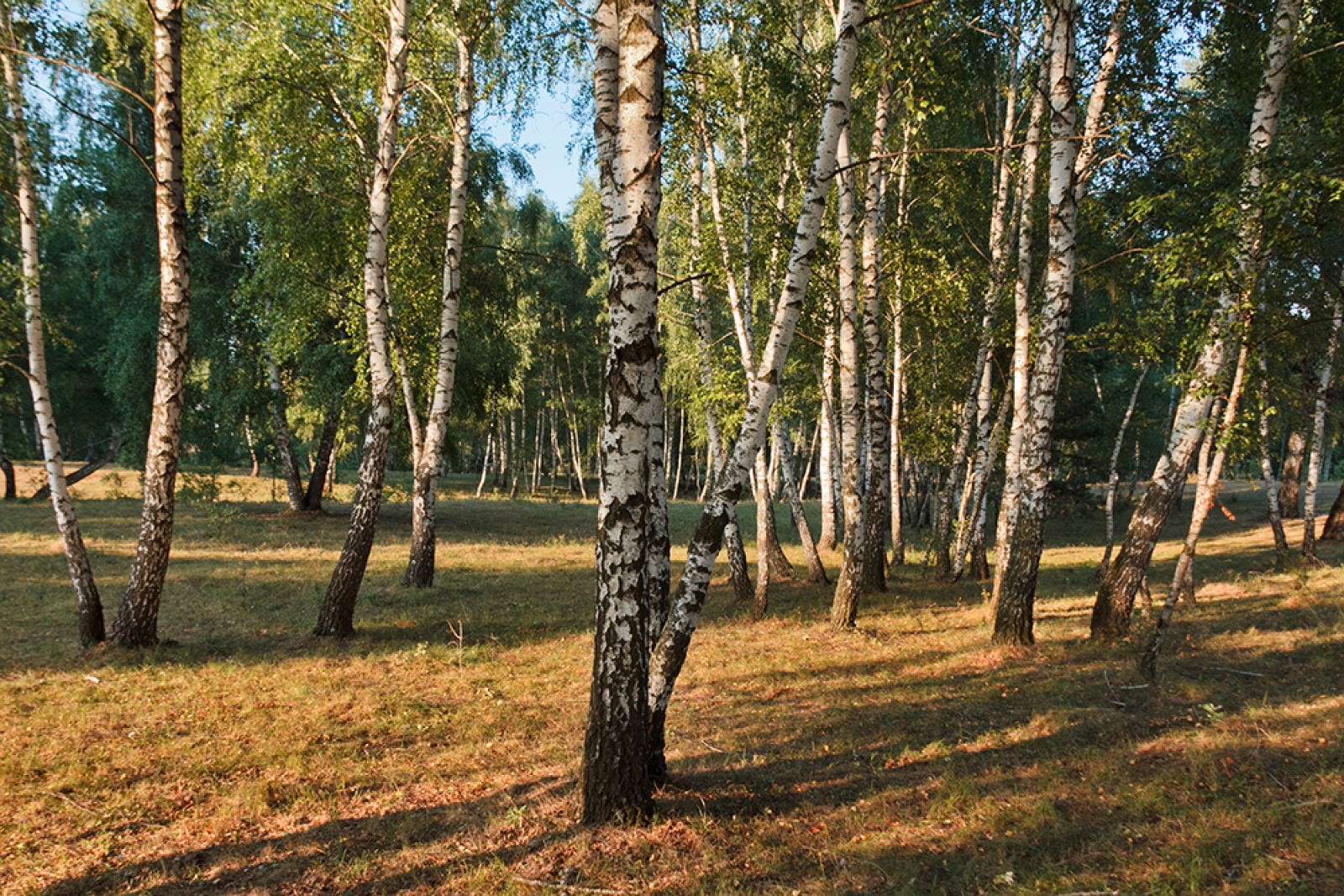 Rezervatia naturala Mestecanisul de la Reci, lunca raului Negru, judetul Covasna