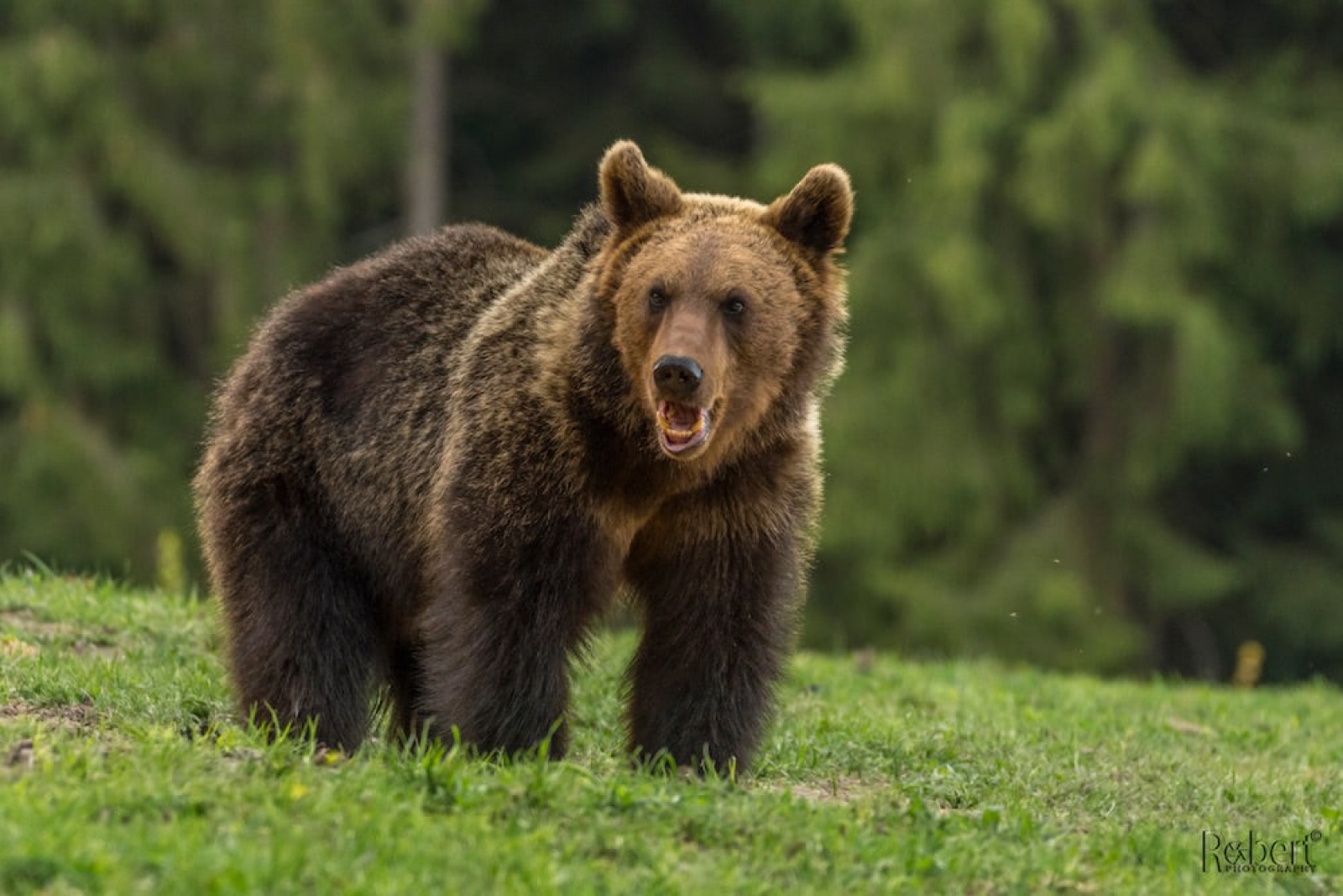 observatorul de ursi, baile tusnad, judetul harghita, urs brun