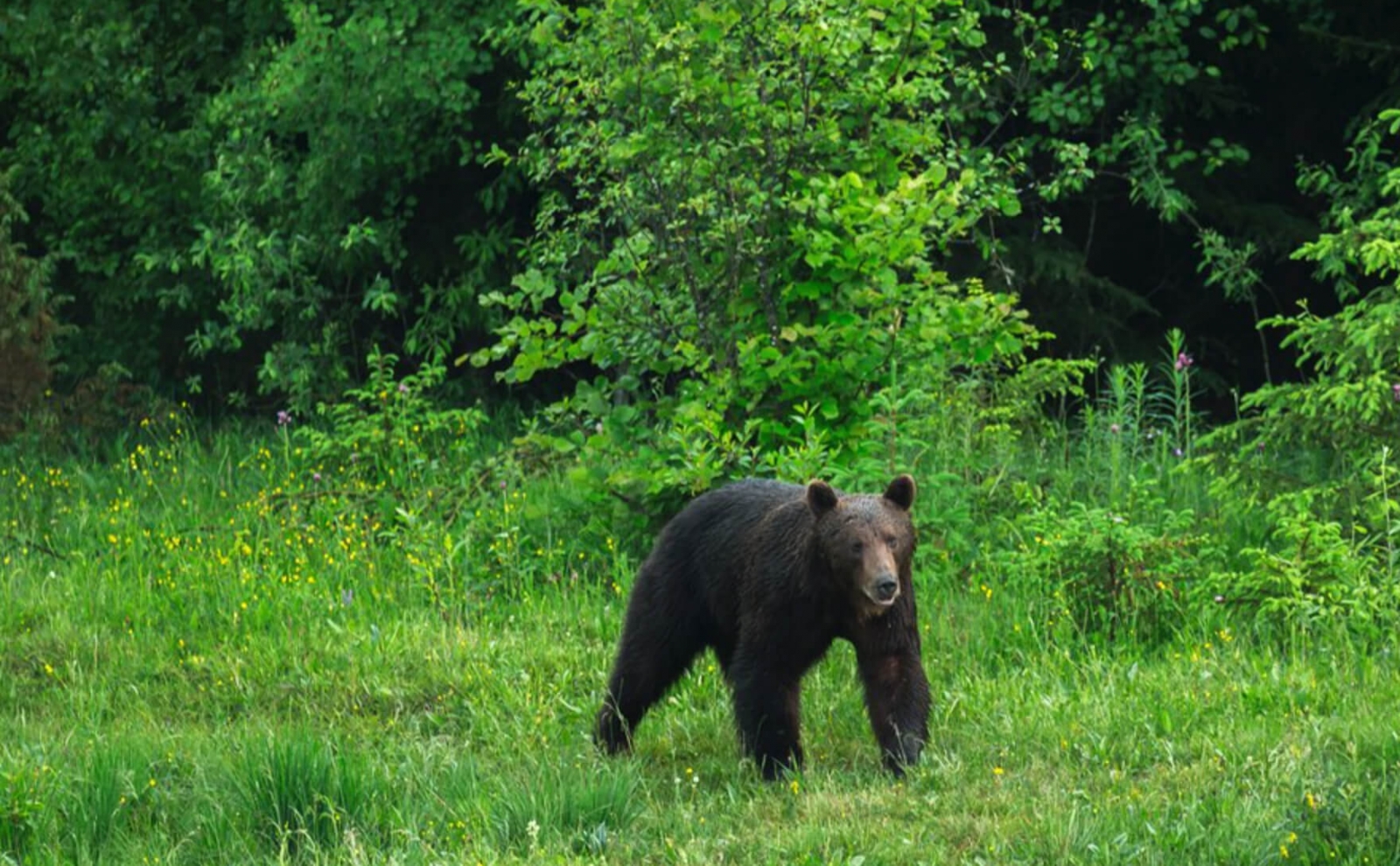 observatoare de ursi gheorgheni, judetul harghita, urs brun