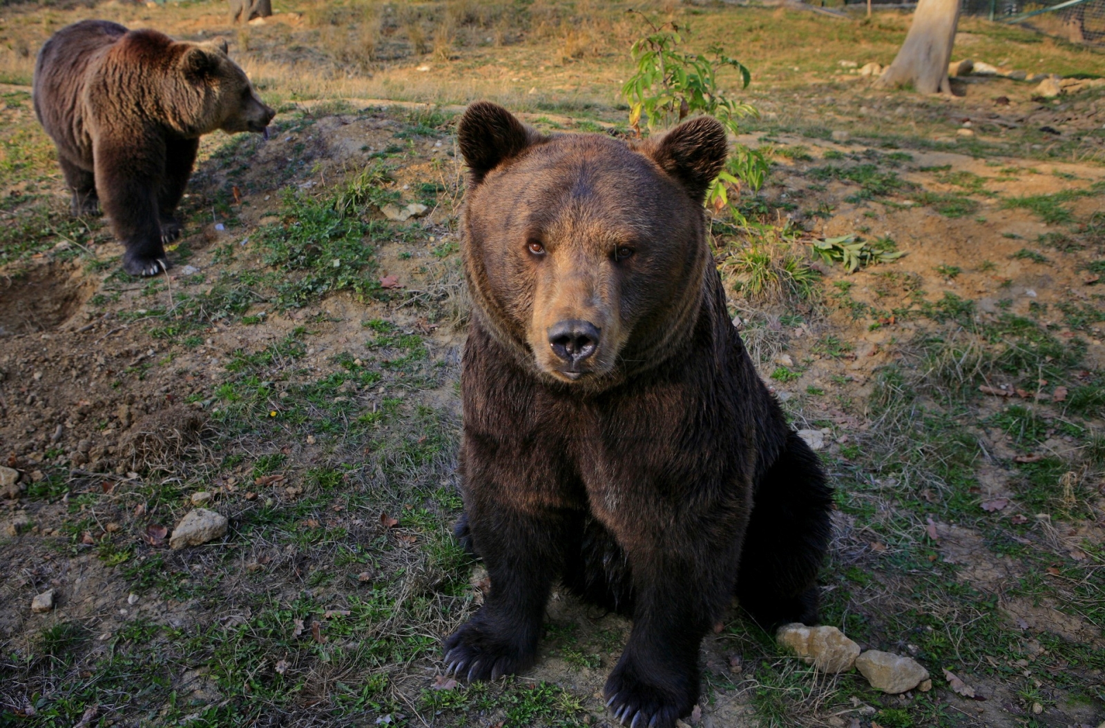 Rezervația de ursi, Zarnesti