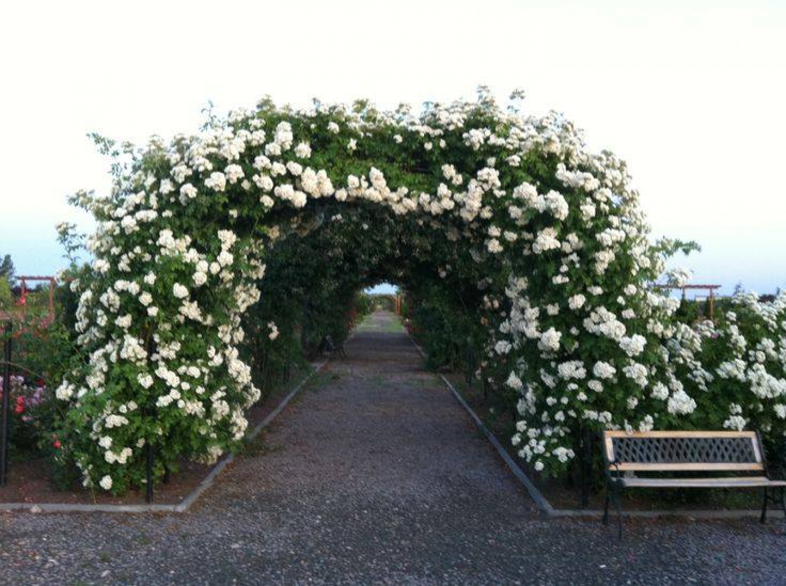 rozariul eutopia gardens, judetul arad, flori