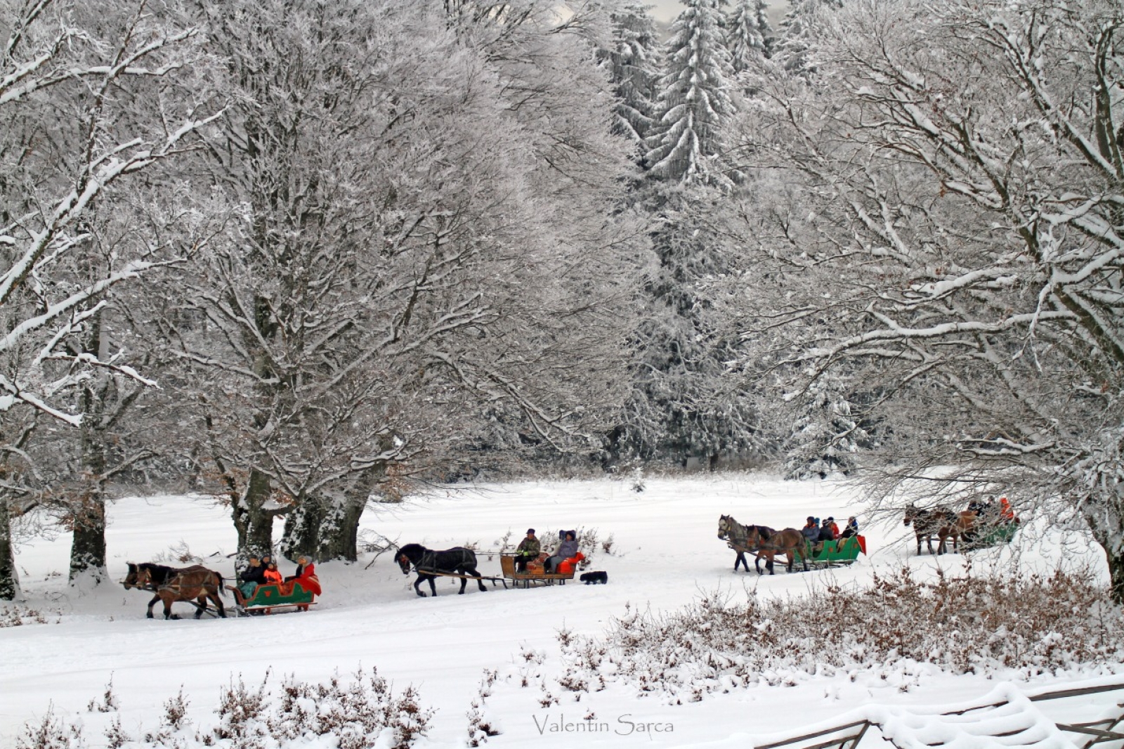 sanie trasa de cai, iarna, padure, traditii, autentic