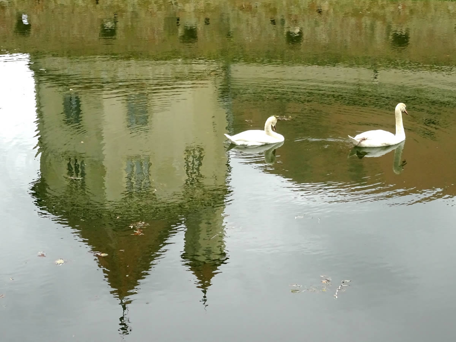 sant de cetatate, lebada, cetatea fagaras