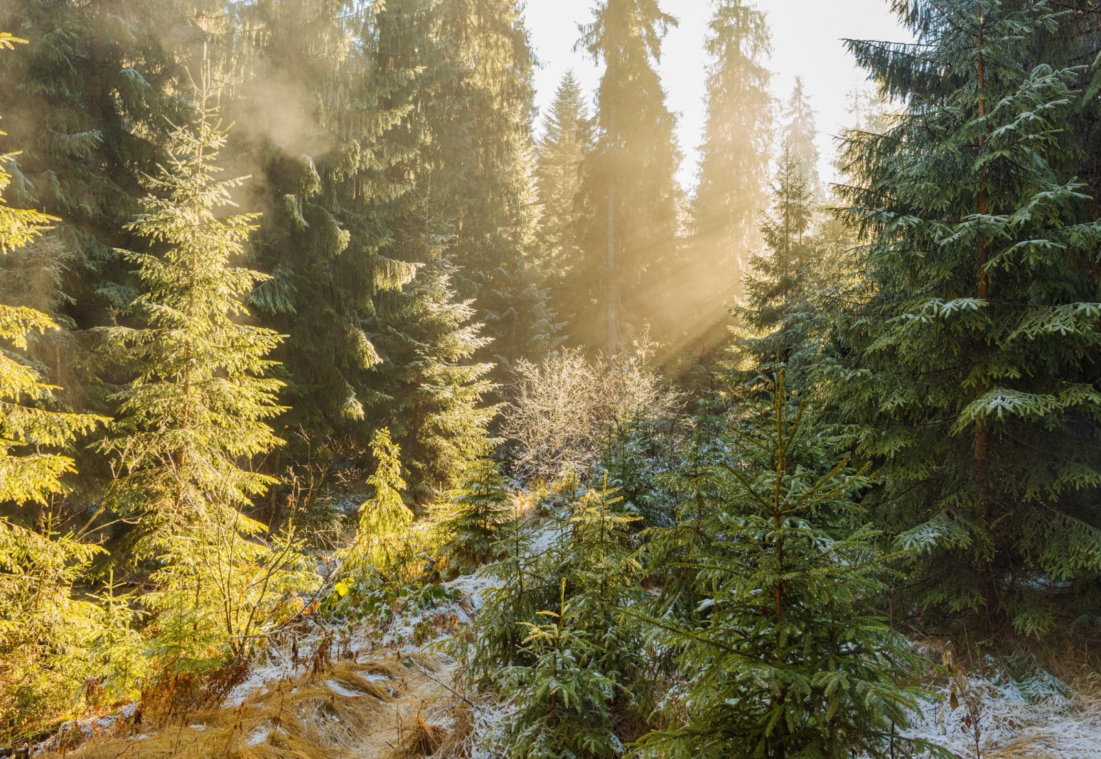parcul natural apuseni, judetul bihor 