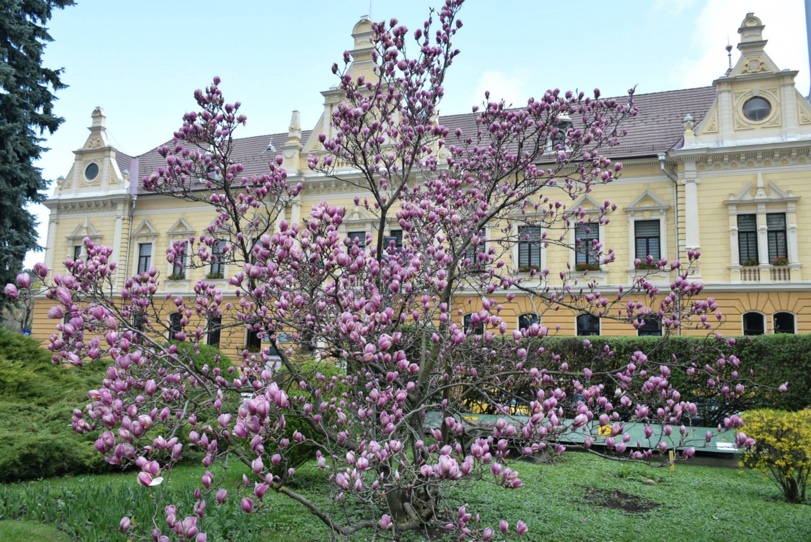 brasov, magnolii, primarie