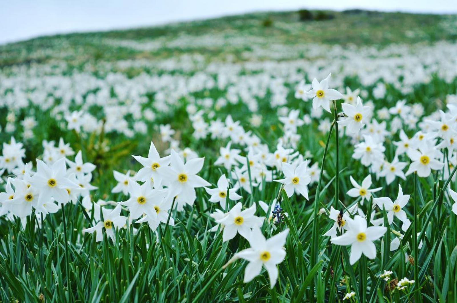Poiana Narciselor: un festival cu muzică și parfum de flori