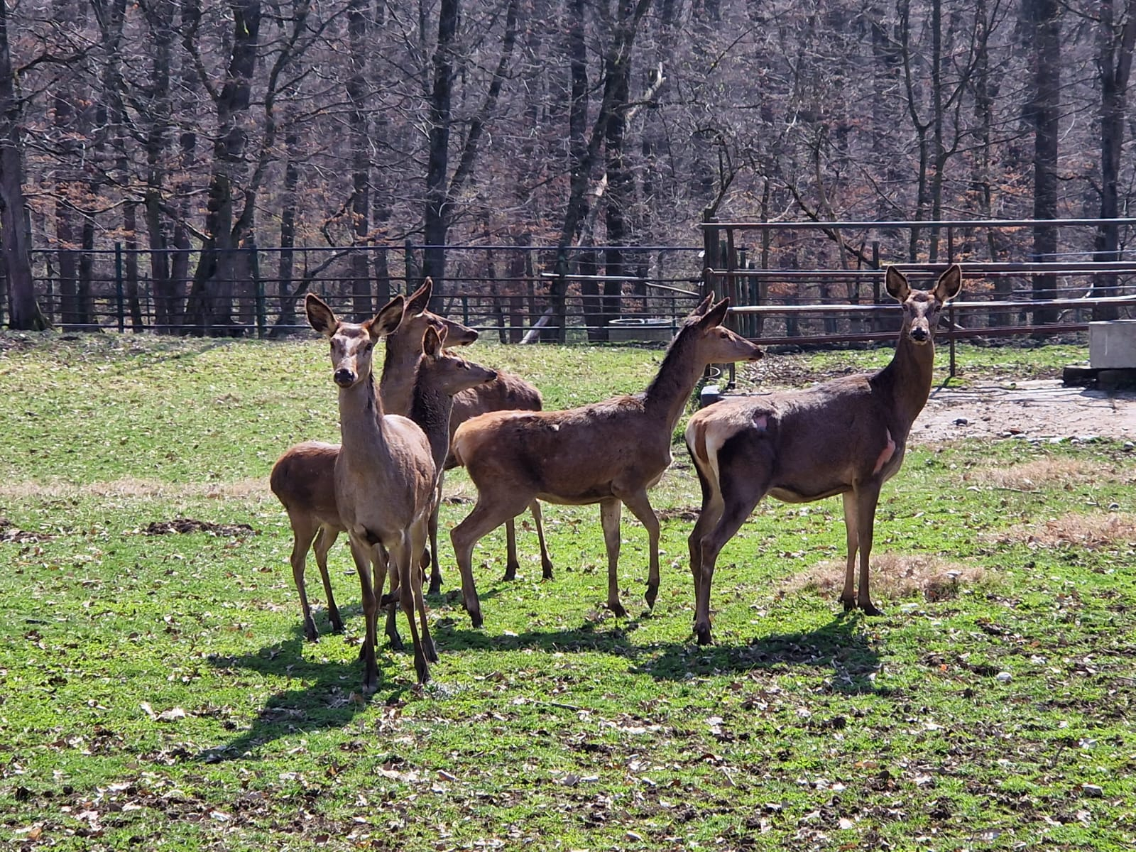 De vizitat: 3 motive în plus să mergi curând la Grădina Zoologică din Târgu Mureș