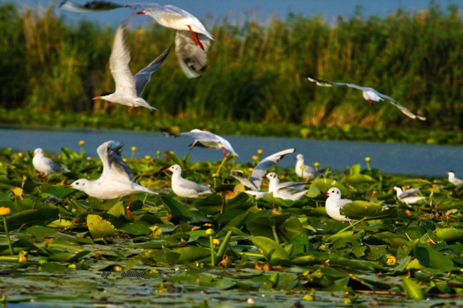 Danube Delta Nature Reserve