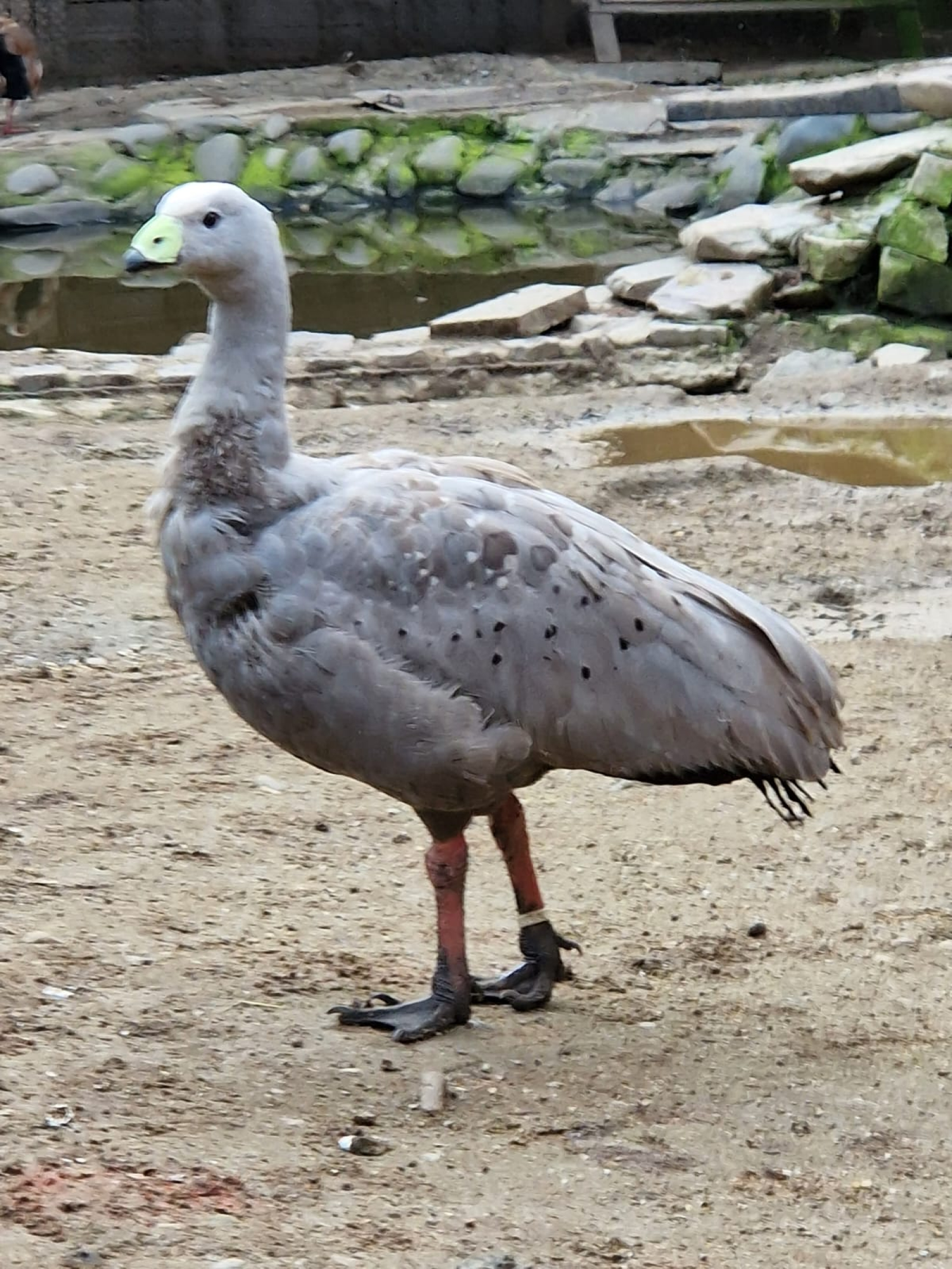 xotic bird at the Targu Mures Zoo, Barren Ground goose