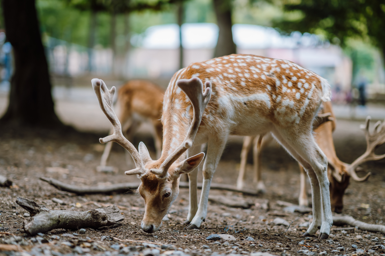 The T&acirc;rgu Mureș Zoo, deer 