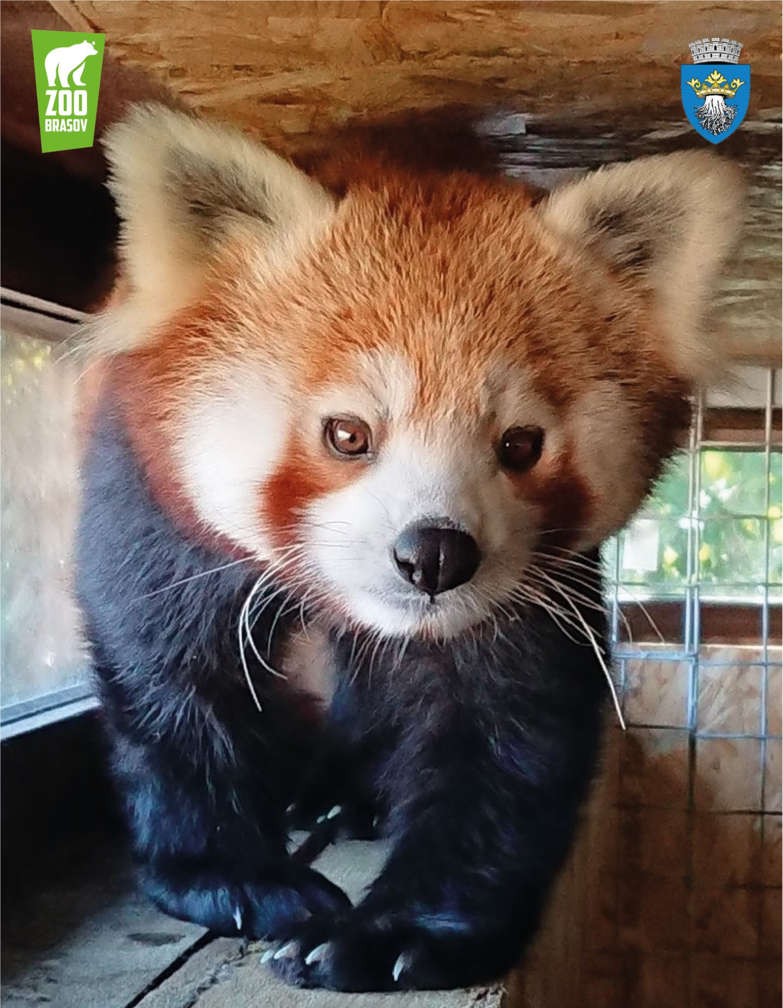 The Brașov Zoo, red panda 