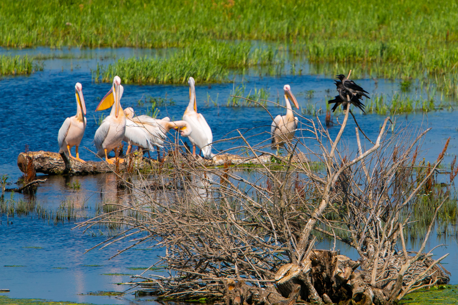 Danube Delta, pelicans 