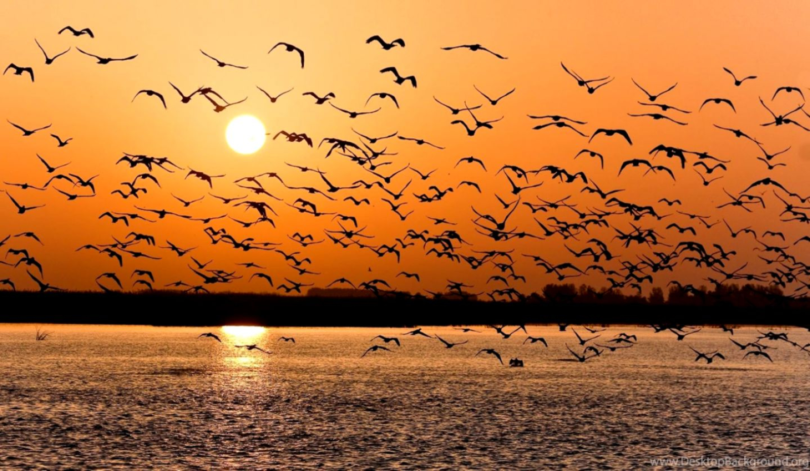 Flock of birds in the Danube Delta