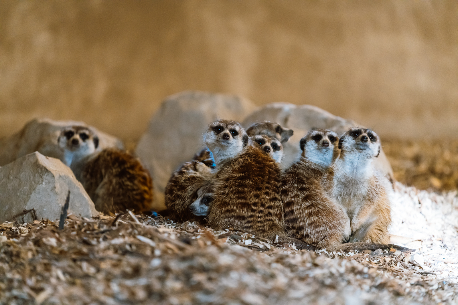 De neratat: Ziua Mondială a Animalelor, marcată la Grădina Zoo din Târgu Mureș