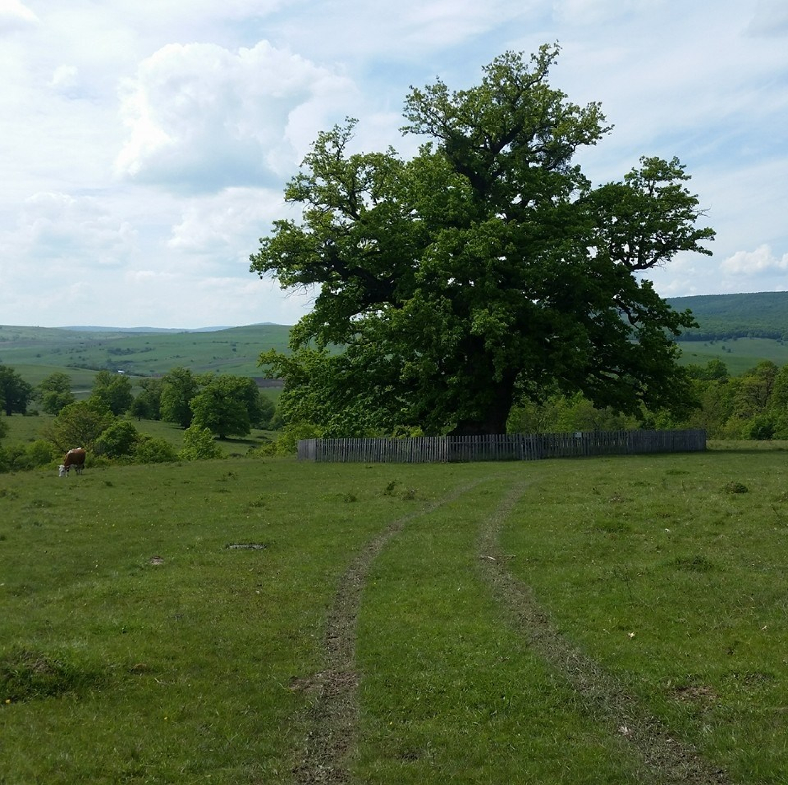 Festival inedit, dedicat unui stejar secular de peste 900 de ani